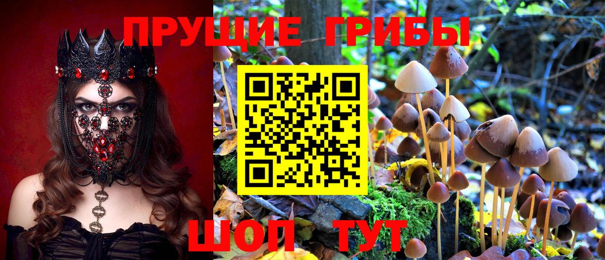 Людиново  Галлюциногенные грибы Psilocybine cubensis  Псилоцибиновые грибы Psilocybine cubensis  Вход с VPN 